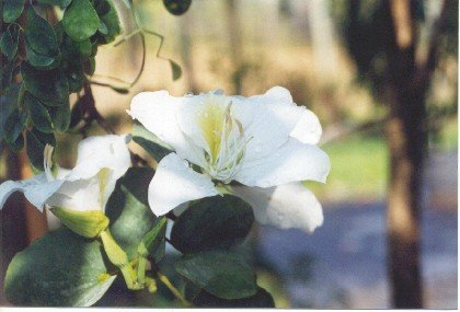 Bauhinia variegata candida-White Orchid.jpg